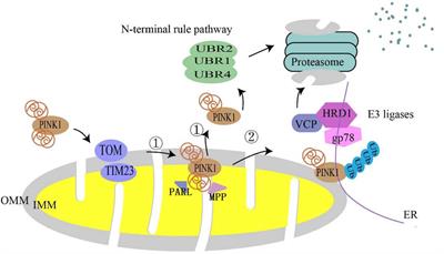 Mitophagy in Diabetic Kidney Disease